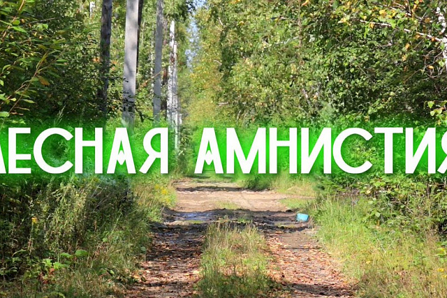 Реализация «Лесной амнистии»